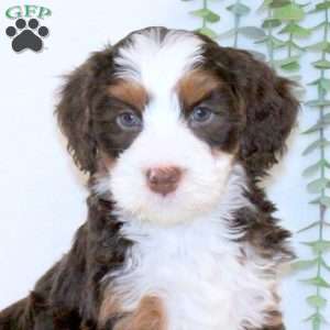 Arwen, Mini Bernedoodle Puppy