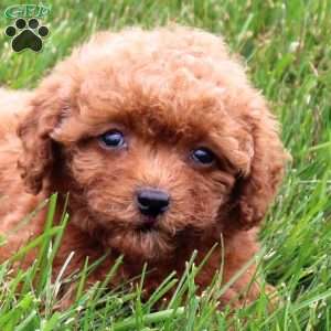 Arwen, Miniature Poodle Puppy
