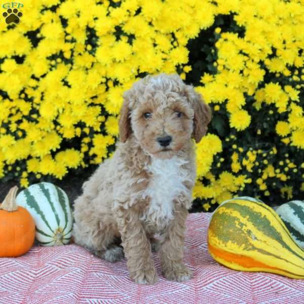 Asher, Miniature Poodle Puppy