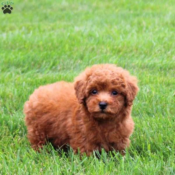 Asher, Miniature Poodle Puppy