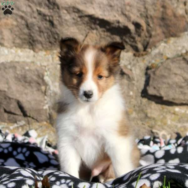 Asher, Sheltie Puppy