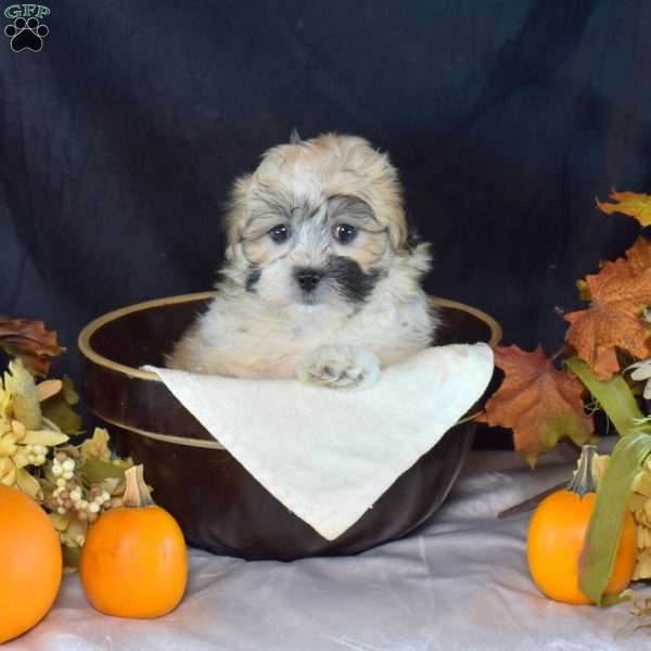 Asher, Teddy Bear Puppy