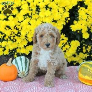 Asher, Miniature Poodle Puppy