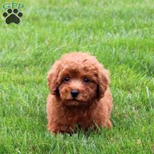 Asher, Miniature Poodle Puppy