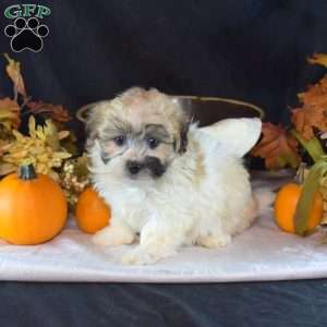 Asher, Teddy Bear Puppy