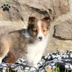 Asher, Sheltie Puppy