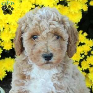 Asher, Miniature Poodle Puppy