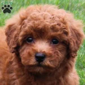 Asher, Miniature Poodle Puppy