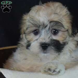 Asher, Teddy Bear Puppy
