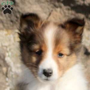 Asher, Sheltie Puppy