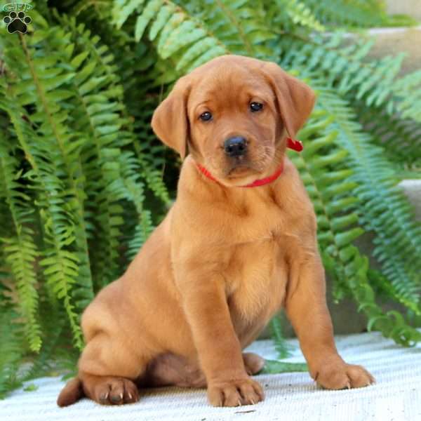 Asher, Fox Red Labrador Retriever Puppy