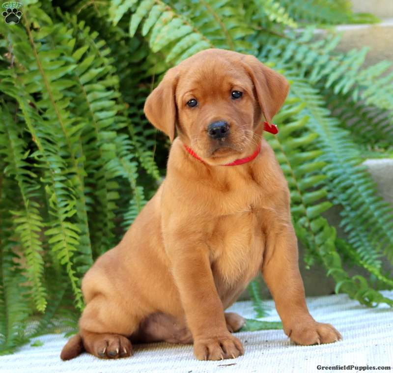 Asher (Labrador, Male) in Honey Brook, PA