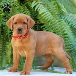Asher, Fox Red Labrador Retriever Puppy