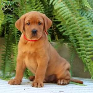 Asher, Fox Red Labrador Retriever Puppy