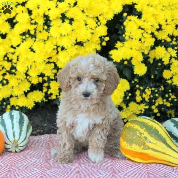Aspen, Miniature Poodle Puppy