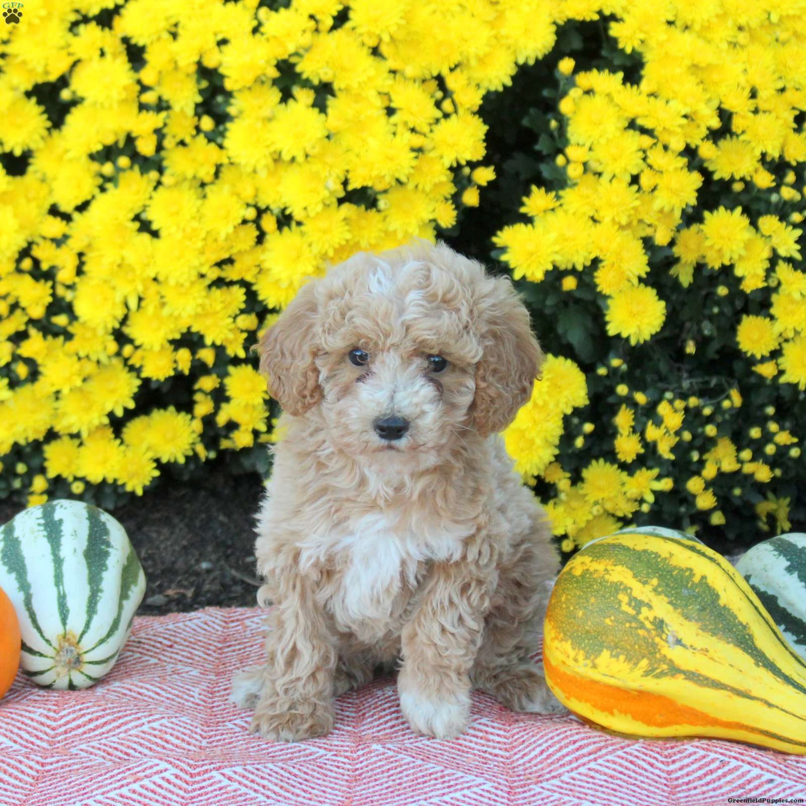 Aspen (Miniature Poodle, Male) in Strasburg, PA