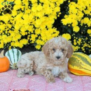 Aspen, Miniature Poodle Puppy