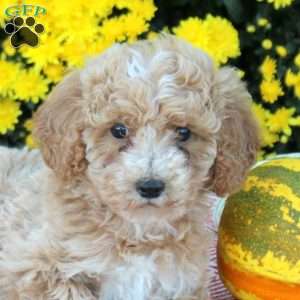 Aspen, Miniature Poodle Puppy
