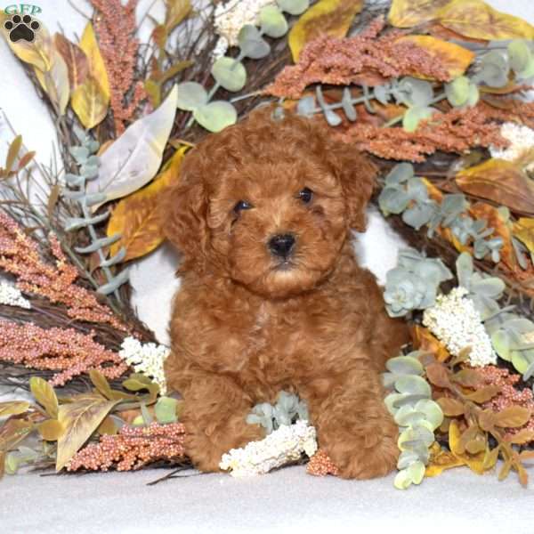 Aspen, Cavapoo Puppy