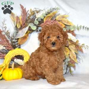Aspen, Cavapoo Puppy