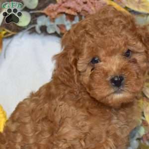 Aspen, Cavapoo Puppy