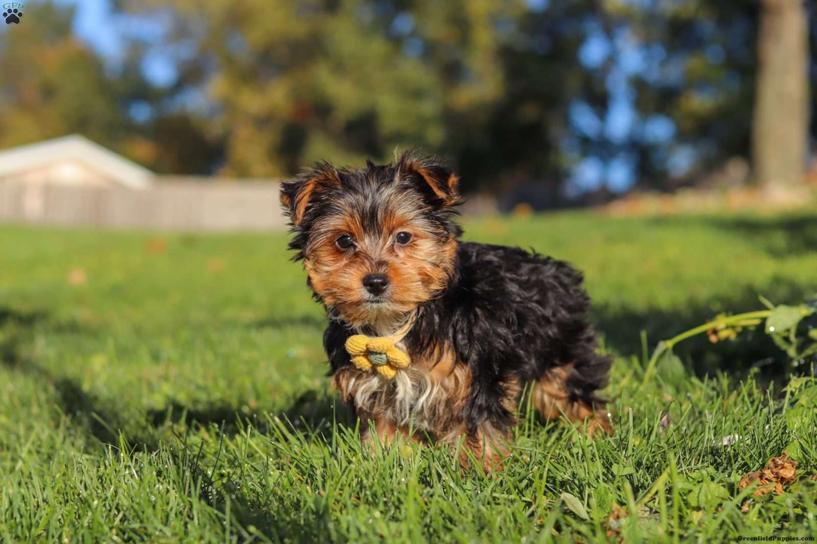 Atlas (Yorkshire Terrier, Male) in Baltic, OH