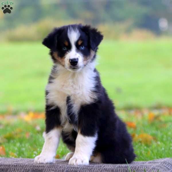 Audrey, Australian Shepherd Puppy