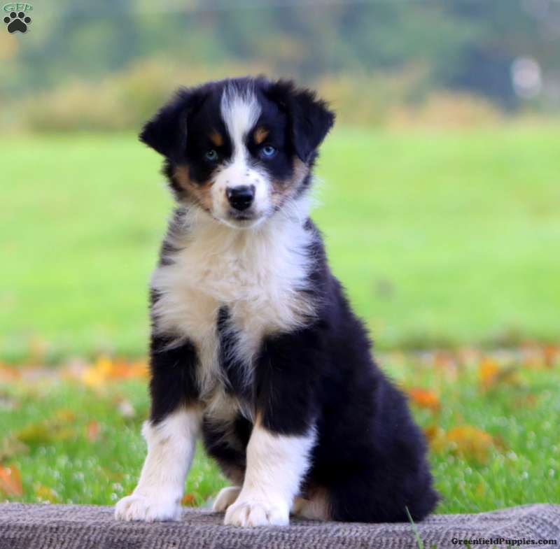 Audrey (Australian Shepherd, Female) in Morgantown, PA