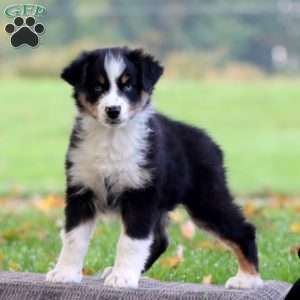 Audrey, Australian Shepherd Puppy