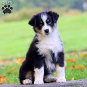 Audrey, Australian Shepherd Puppy