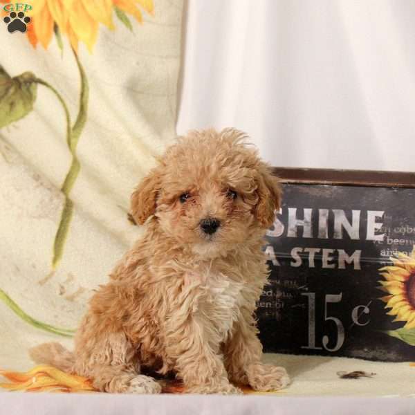Aurora, Maltipoo Puppy