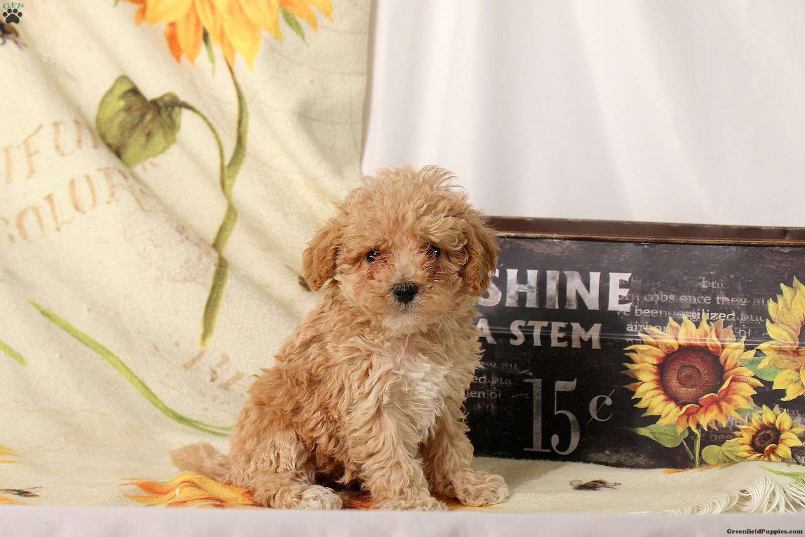 Aurora (Maltipoo, Female) in Ephrata, PA