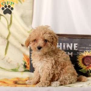 Aurora, Maltipoo Puppy