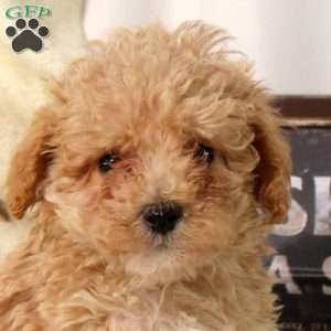Aurora, Maltipoo Puppy