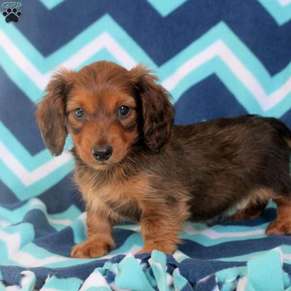 Austin, Dachshund Puppy