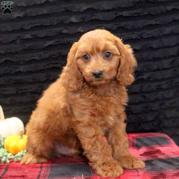 Austin, Cavapoo Puppy