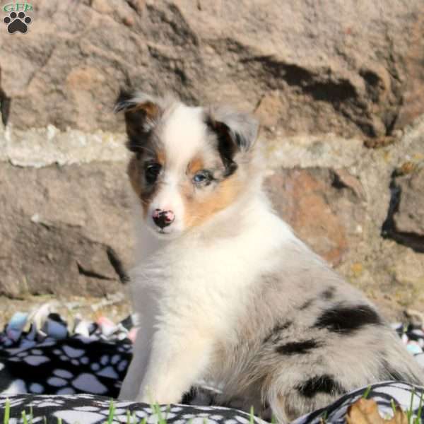 Austin, Sheltie Puppy