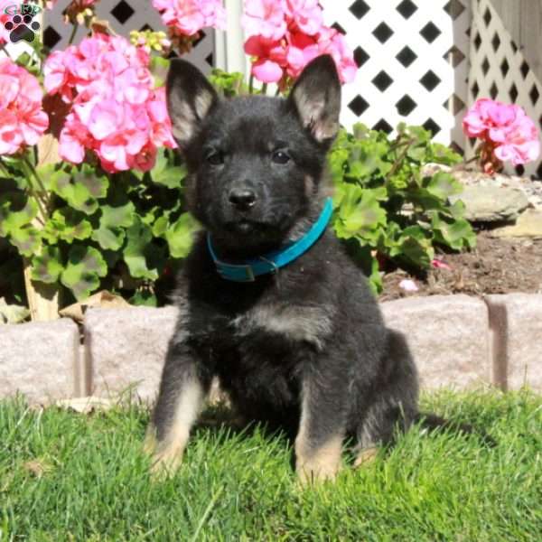 Austin, German Shepherd Puppy