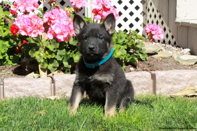 Austin (German Shepherd, Male) in Paradise, PA