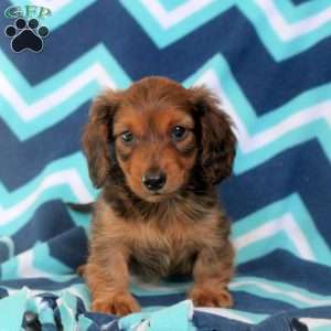 Austin, Dachshund Puppy