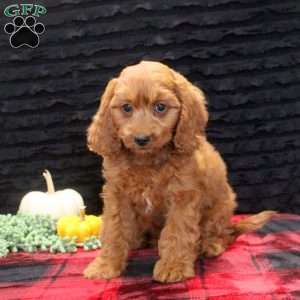 Austin, Cavapoo Puppy