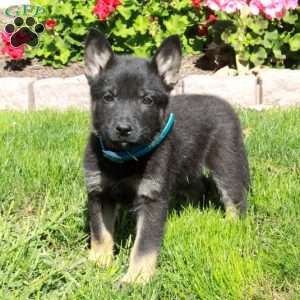Austin, German Shepherd Puppy
