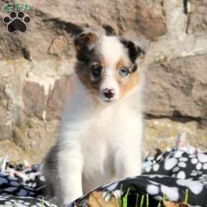 Austin, Sheltie Puppy