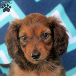 Austin, Dachshund Puppy