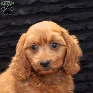 Austin, Cavapoo Puppy