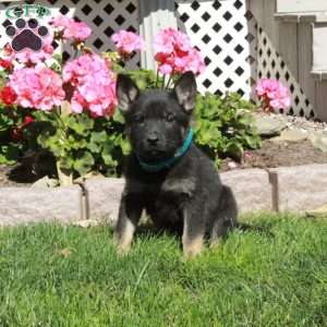 Austin, German Shepherd Puppy