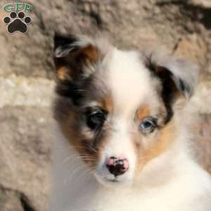 Austin, Sheltie Puppy