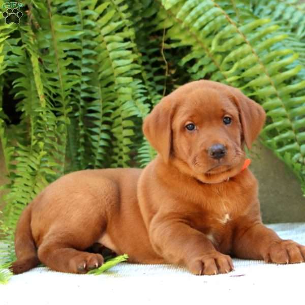 Austin, Fox Red Labrador Retriever Puppy