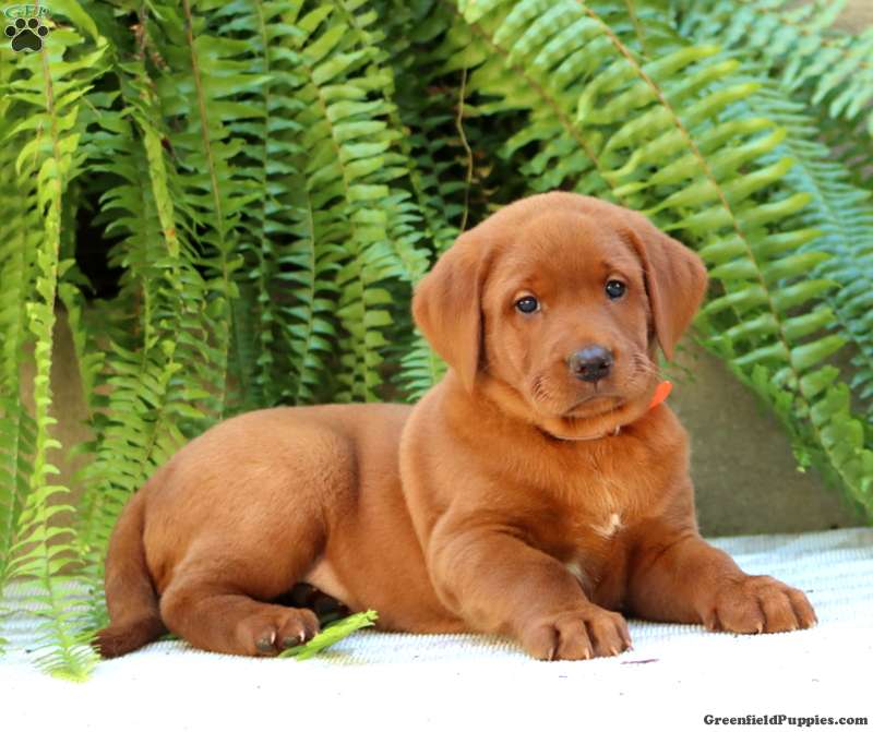 Austin (Labrador, Male) in Honey Brook, PA