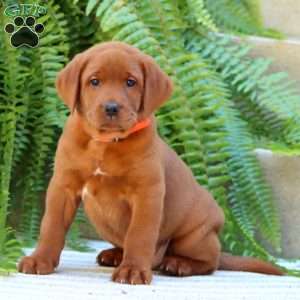 Austin, Fox Red Labrador Retriever Puppy